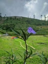 Flower meadow plant field prairie grass grassland agriculture wilflower