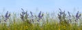 Flower Meadow with sage and grasses against a blue sky Royalty Free Stock Photo