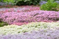 flower meadow in the spring forest. landscape design. alpine hill. blurred background Royalty Free Stock Photo