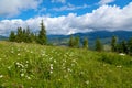 Flower meadow with a spruce tree, cloudy sky over mountains. Royalty Free Stock Photo