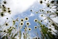 Flower meadow in the summer