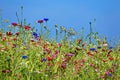 Flower meadow in the summer Royalty Free Stock Photo