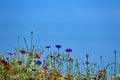 Flower meadow in the summer