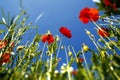 Flower meadow in summer with red poppies