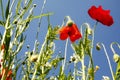 Flower meadow in summer with red poppies