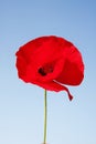 Flower meadow in summer with red poppies Royalty Free Stock Photo