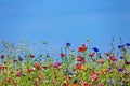 Flower meadow in the summer