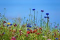 Flower meadow in the summer