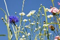 Flower meadow in the summer