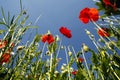 Flower meadow in summer with red poppies Royalty Free Stock Photo