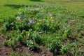 A flower meadow is a term used in horticulture to denote a variegated