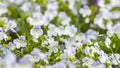 Flower meadow with Veronica persica flowers. Selective focus. Royalty Free Stock Photo