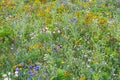 Flower meadow wild blooming blossom countryside park various plants