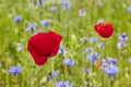 Flower meadow with wild flowers