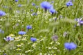 Flower meadow with wild flowers