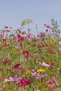 Flower meadow