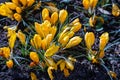 Flower meadow with yellow crocuses, flowering field in spring. Pretty group of yellow crocuses Royalty Free Stock Photo