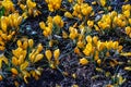 Flower meadow with yellow crocuses, flowering field in spring. Pretty group of yellow crocuses Royalty Free Stock Photo