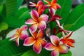 Flower meanings plumeria close up