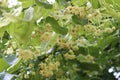 Linden flower after the rain