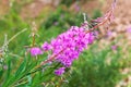 Flower of medicinal plant Ivan tea, Chamaenerion angustifolium, Epilobium angustifolium