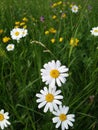 Flower medicinal plant: leucanthemum vulgare, marguerite, ox-eye daisy, oxeye daisy, dog daisy Royalty Free Stock Photo