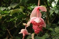 Flower of Medinilla magnifica