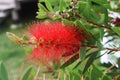 Flower of Melaleuca citrina or lemon bottlebrush.