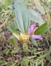 The flower of melastoma affine Royalty Free Stock Photo