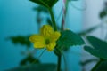 flower melon and leaf on tree Royalty Free Stock Photo