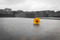 Flower in Memorial to the Murdered Jews of Europe in Berlin, Ger