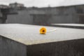 Flower in Memorial to the Murdered Jews of Europe in Berlin, Ger