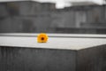 Flower in Memorial to the Murdered Jews of Europe in Berlin, Ger