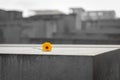 Flower in Memorial to the Murdered Jews of Europe in Berlin, Ger