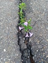 Flower in the middle of road after rain in LabuanBajo Royalty Free Stock Photo