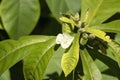 Flower of a midgen berry tree (austromyrtus dulcis), an Australian native plant