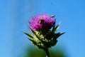 Flower of a milk thistle with insects. Royalty Free Stock Photo