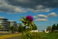 The flower of a milk thistle marks the border of a growing industrial estate. Royalty Free Stock Photo