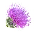 Flower of Milk Thistle plant isolated on white background. Alternative medicine concept Royalty Free Stock Photo