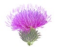 Flower of Milk Thistle plant isolated on white background. Alternative medicine concept Royalty Free Stock Photo