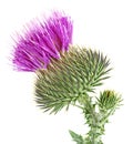 Flower of Milk Thistle plant isolated on white background. Silybum marianum. Alternative medicine concept Royalty Free Stock Photo