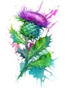 Flower of Milk tristle (Scotch tristle) in watercolor splash over white background. Generative AI illustration Royalty Free Stock Photo