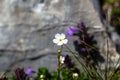 Milkwhite rock jasmine, Androsace lactea