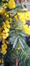 Flower of mimosa symbol of international womens day Royalty Free Stock Photo