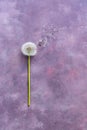 Flower minimalism, dandelion with seeds on a beautiful abstract background. Top view, space for text. Pink-purple background. Royalty Free Stock Photo