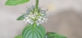 Flower of mint blooming Royalty Free Stock Photo