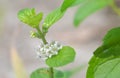 Flower of mint blooming Royalty Free Stock Photo
