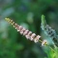 The flower from a mint plant.