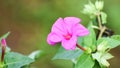 Close up of Mirabilis jalapa or Marvel of peru or four o`clock flower