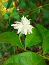 flower of mogra, Photo By kokani vilas, Tips on Photographing
